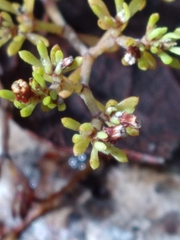 Paronychia discoveryi