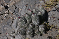 Coryphantha durangensis durangensis