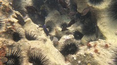Muraena melanotis
