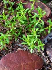 Paronychia discoveryi