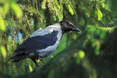 Corvus cornix