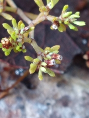 Paronychia discoveryi