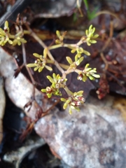 Paronychia discoveryi