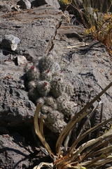 Coryphantha durangensis durangensis