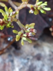 Paronychia discoveryi