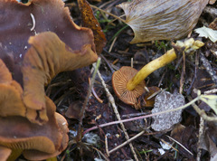 Cortinarius malicorius