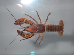 Lacunicambarus acanthura