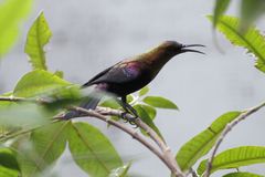 Copper Sunbird photo 4