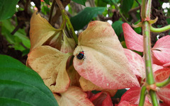 Tynacantha marginata