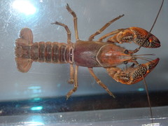 Lacunicambarus acanthura