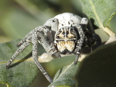 Stegodyphus lineatus