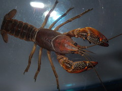 Lacunicambarus acanthura