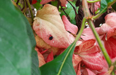 Tynacantha marginata
