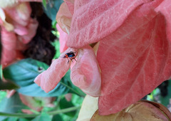 Tynacantha marginata