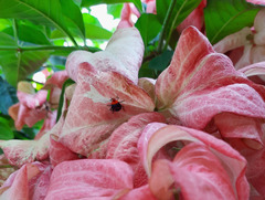 Tynacantha marginata