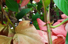 Tynacantha marginata