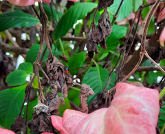 Tynacantha marginata