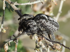 Stegodyphus lineatus