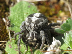 Stegodyphus lineatus