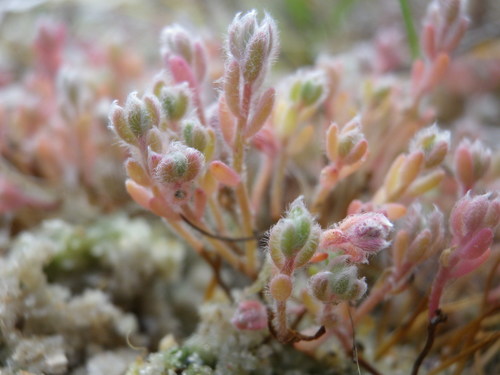 hairy smotherweed (Bassia hirsuta)