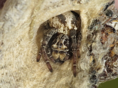 Stegodyphus lineatus