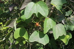 Passiflora jorullensis