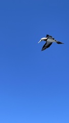 Sula leucogaster brewsteri