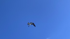 Sula leucogaster brewsteri