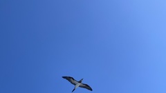 Sula leucogaster brewsteri