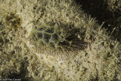 Halgerda elegans