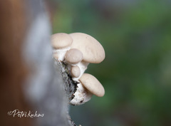 Pleurotus dryinus