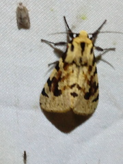 Spilosoma kebea