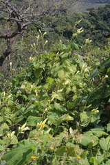 Ipomoea santillanii