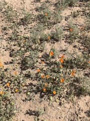 Sphaeralcea coulteri