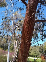 Eucalyptus caesia