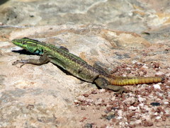 Platysaurus intermedius rhodesianus