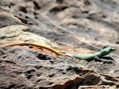 Platysaurus intermedius rhodesianus