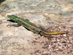 Platysaurus intermedius rhodesianus