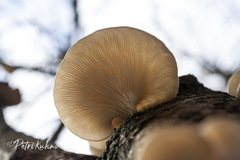 Pleurotus dryinus