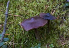 Cortinarius brunneus