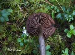Cortinarius brunneus