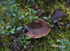 Cortinarius brunneus