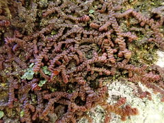 Frullania fragilifolia