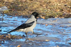 Corvus cornix