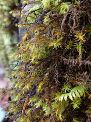 Schistidium trichodon