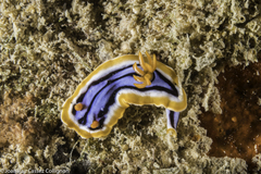 Chromodoris strigata