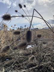 Dipsacus fullonum
