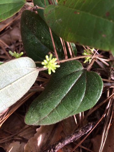 sarsaparilla vine