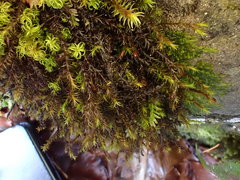 Schistidium trichodon