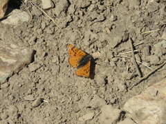 Melitaea saxatilis